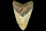 Fossil Megalodon Tooth - North Carolina #158209-1